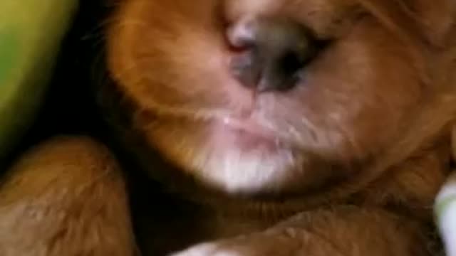 Lindo perrito durmiendo y soñando