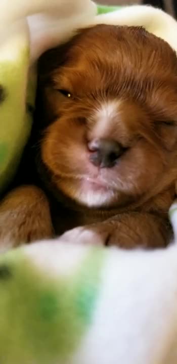 Lindo perrito durmiendo y soñando