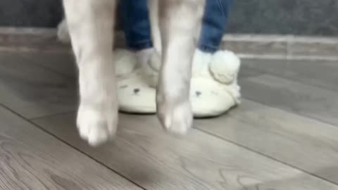 Cute cat