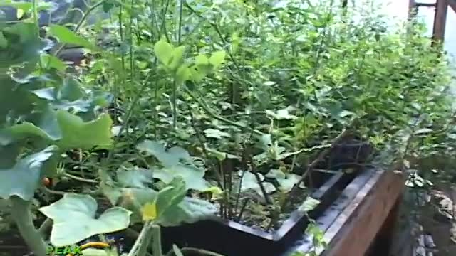 Small Scale Aquaponics - From Fish Poop to Seafood Dinner