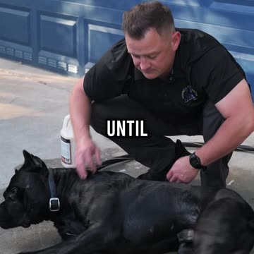 The Strongest Dog I Ever Trained