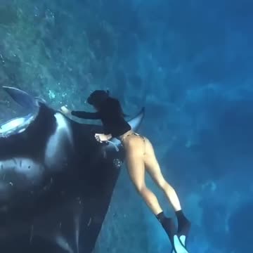 diver removes large hook from manta ray 👌❤️