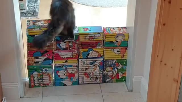 The trained cat