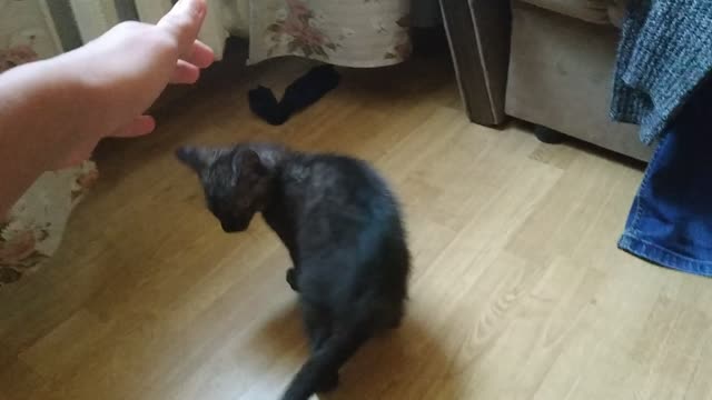 Cat hunt my hand