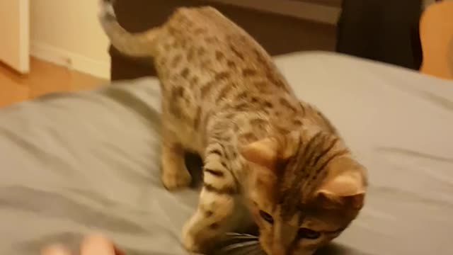 Leopard cat plays fetch with ball on bed.