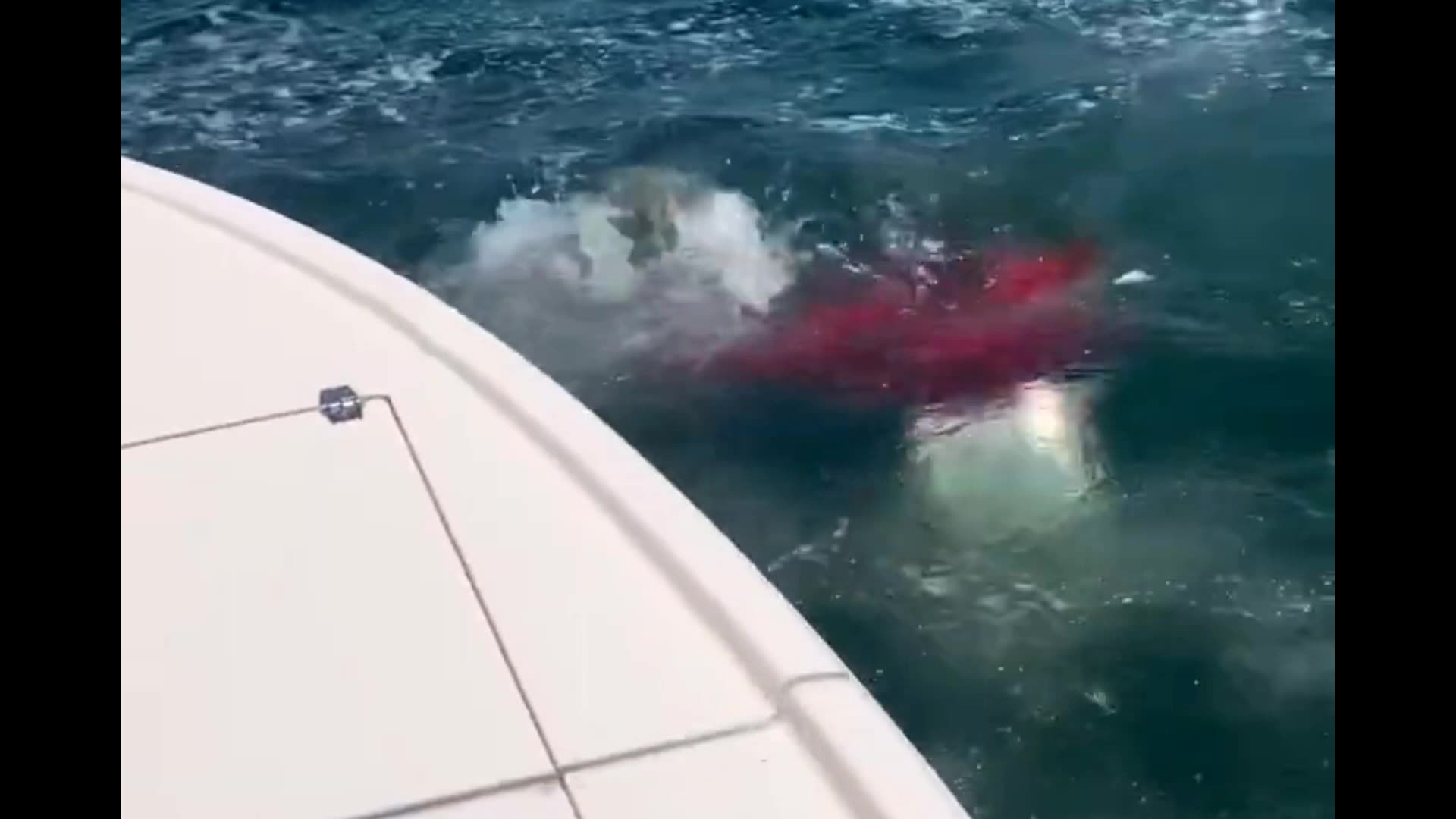 Shark Rumble shark 🦈 Attacking ⚰️ 😱