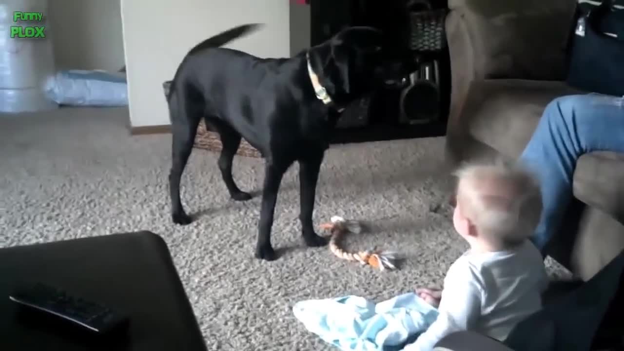 Watch funny moments babies laughing at dogs.