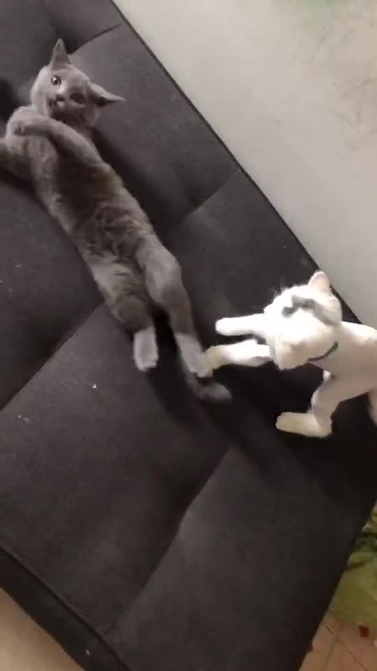 Two cute cats playing with each othe