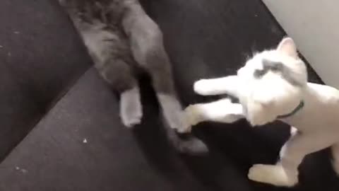 Two cute cats playing with each othe