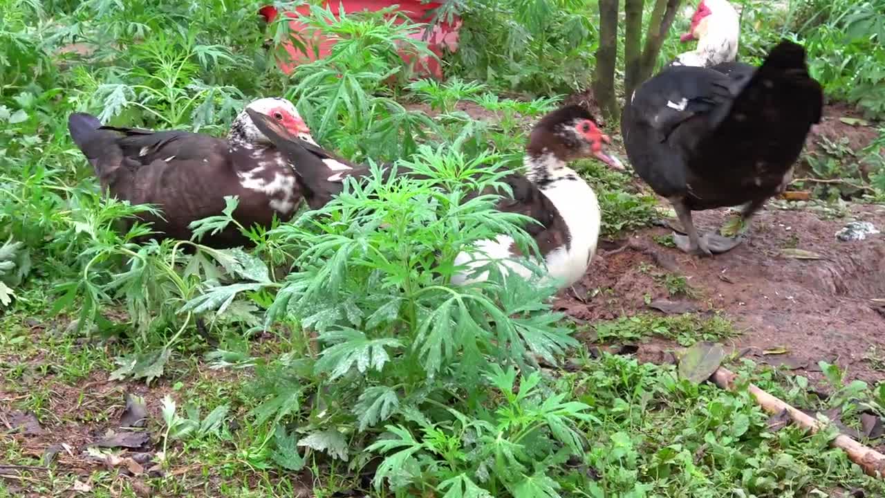 Cute Duck Video Compilation...