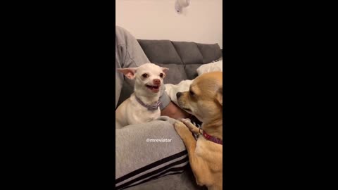 Super FUNNY DOG VIDEOS - Watch and DIE FROM LAUGHING