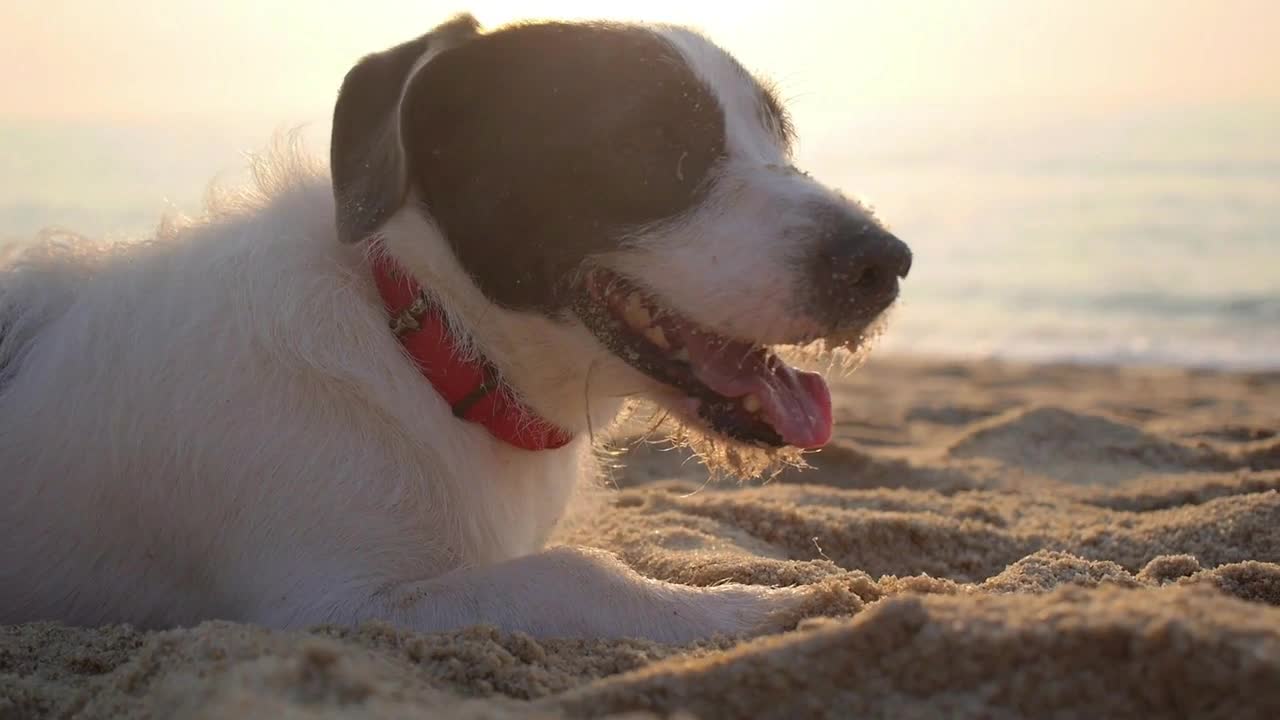 Closeup on Pet Dog Resting on a Beach by Sea at Sunset