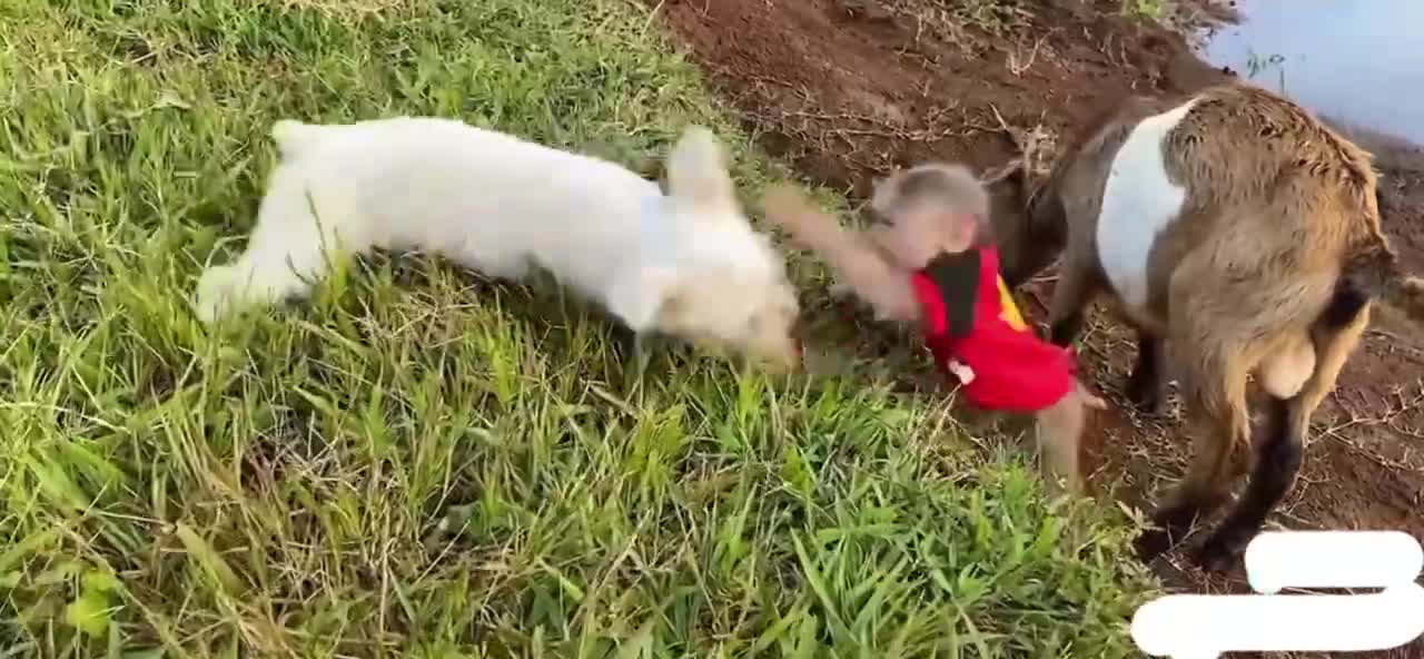 9 monkey and dog fight