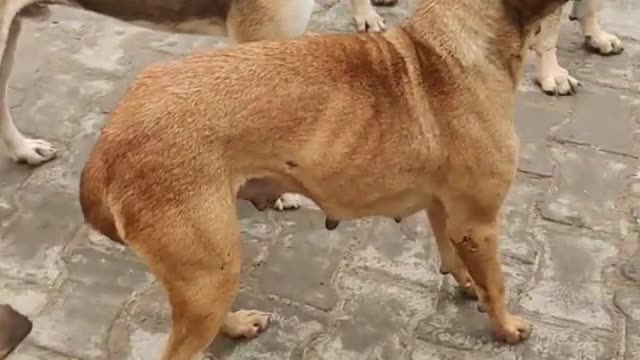 Danger Dog - #002 -Doberman -Beagle - German Shepherd - Labrador Dachshund - #shorts #viral #dog