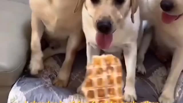 Labrador is grabbing food