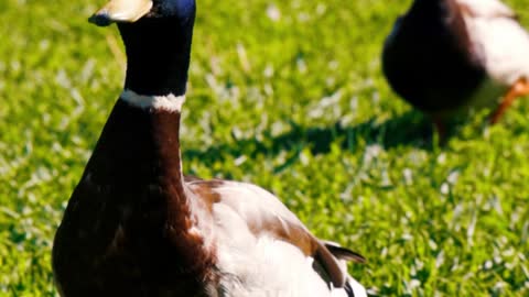 #duck video @birdlover