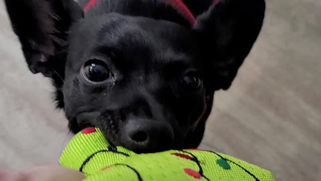 Chihuahua & her toy