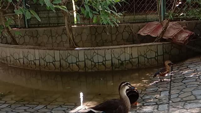 the duck looked bewilderedly watching the stork fly away