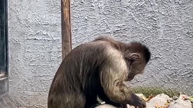 Cute little monkey eating delicious