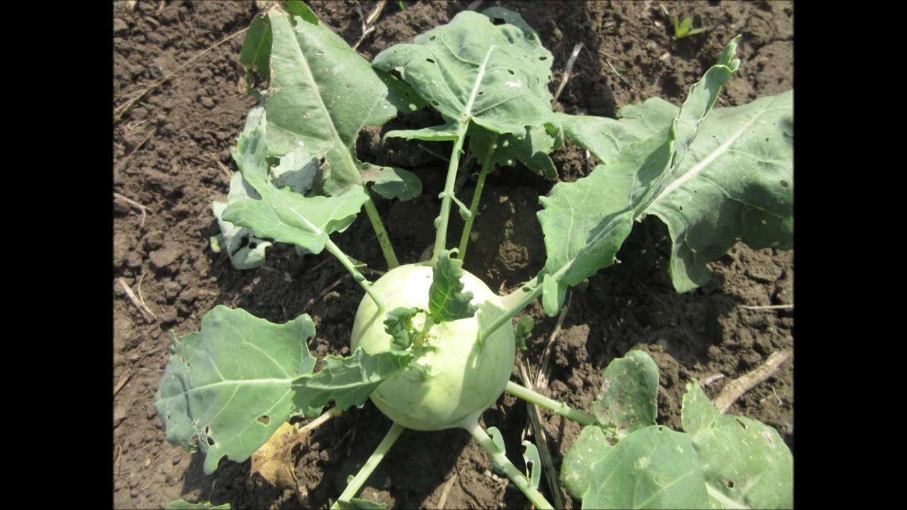 Fleshy Edible White White Turnip Sept 2021