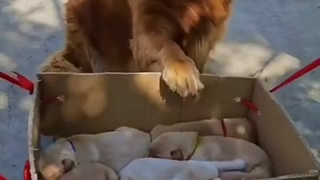 Dog funny