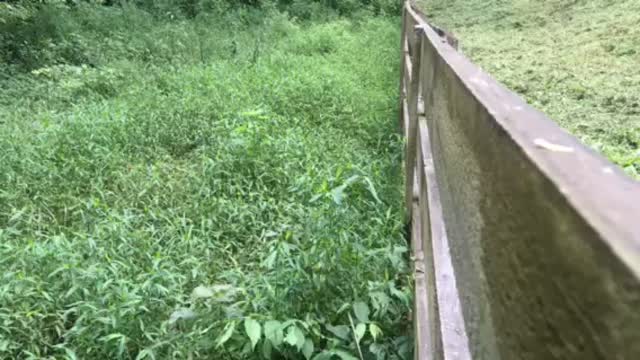 Trimming Fenceline