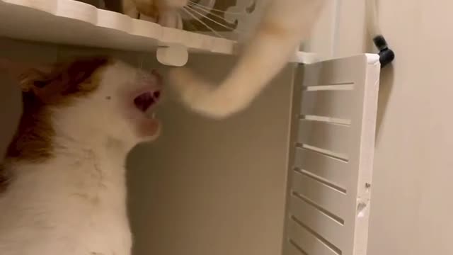 cat and get friend new friend dancing video beautiful video