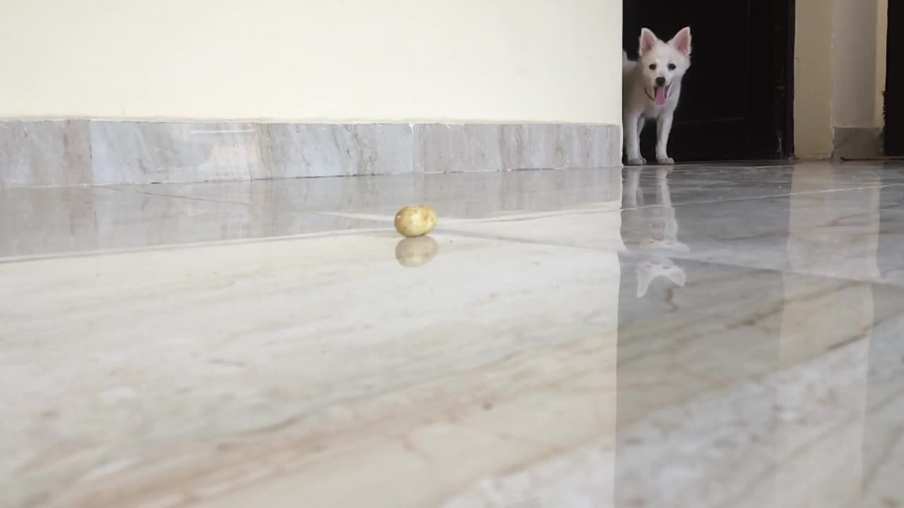 cute white dog playing with toy