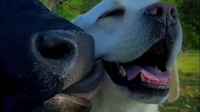 The story of a brave cow and a kind dog.