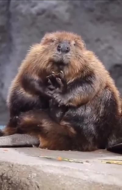 Need one of them foot massagers