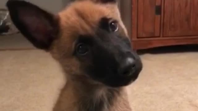 Cutest head tilt ever