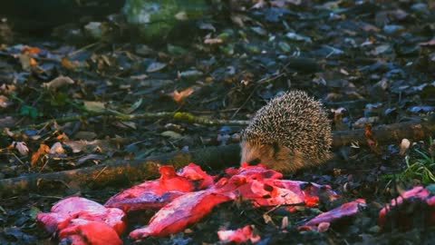 hedgehog
