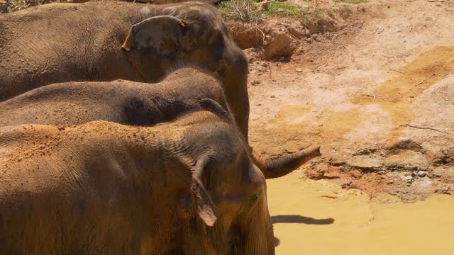 Elephants in a river in the savannah