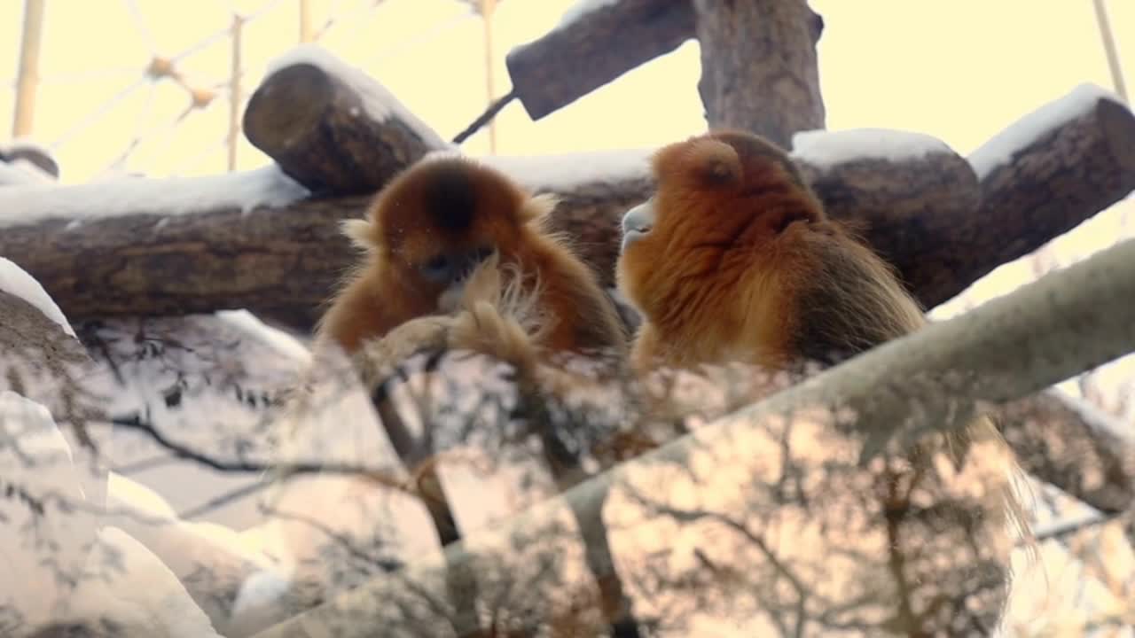 Beautiful and Cute Little Monkeys in a Rainy Day