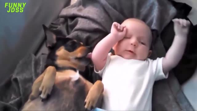 funny videos baby and dog