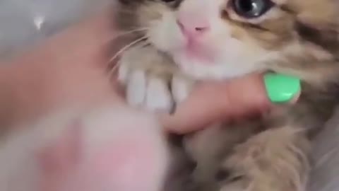 cute adorable funny cat video