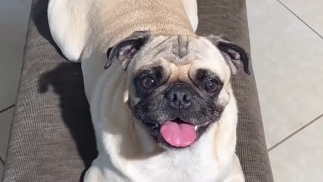 Funny Animal Videos that Make Me Burstnto Tears Laughing (CUTE) #shorts