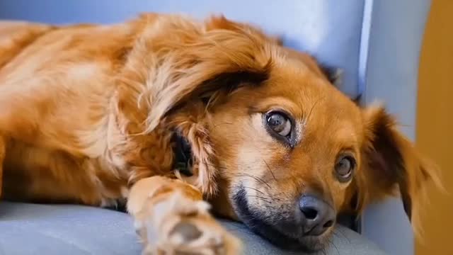 Dog stock footage/pet /animal/