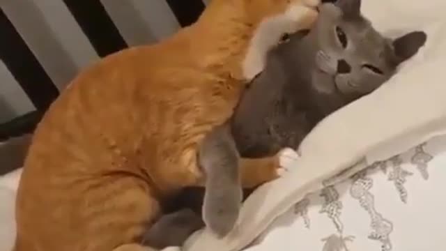 Cute cat couple | cat love 💓