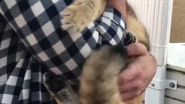 funny cats meow baby cute compilation