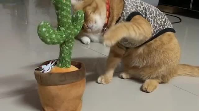 Funny cats, funny videos