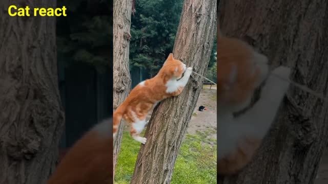 🔥The cat is trying to climb the tree || viral video || funny cat video