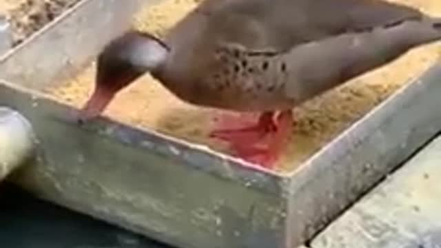 The duck feeds the fish