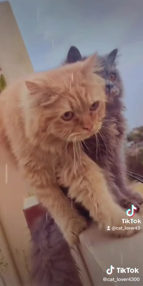 So sweet nice cats funny moments