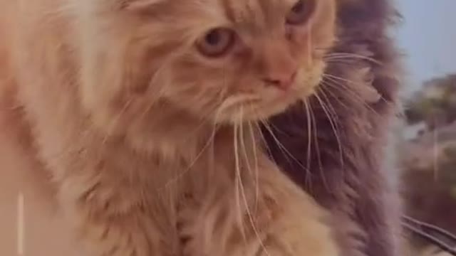 So sweet nice cats funny moments