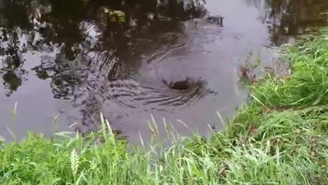 Whirl Pool Taking Water Under Road