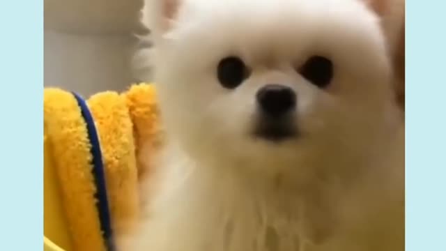 Cute Puppy Barking #shorts