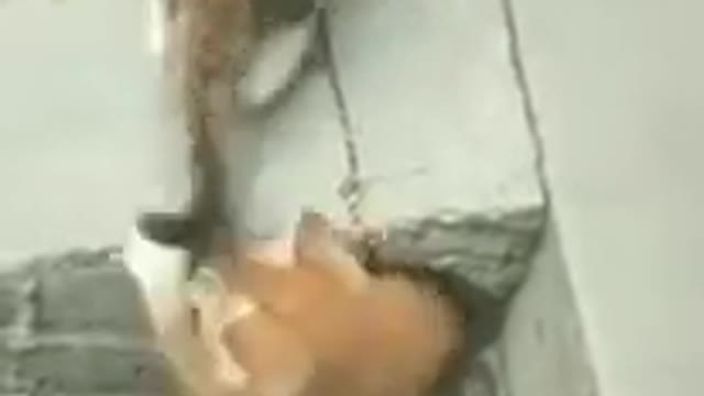 Cute kittens playng