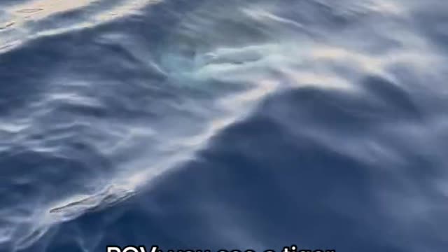 POV: you see a tiger shark coming up from the depths...