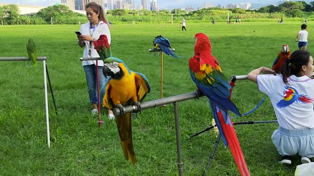 A Beautiful Colorful Birds Perched on Metal Pole